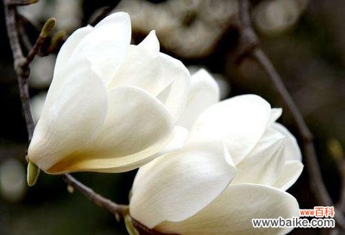 玉兰花的花语是什么？了解玉兰花的象征意义和文化背景？