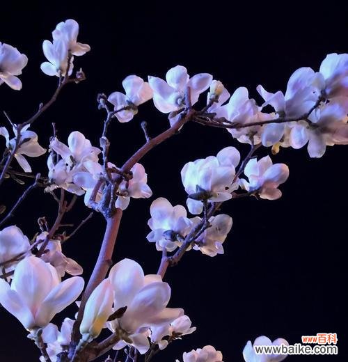 玉兰花的花语是什么？了解玉兰花的象征意义和文化背景？