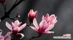 玉兰花象征着什么？玉兰花的寓意有哪些常见问题解答？