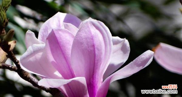 玉兰花象征着什么？玉兰花的花语和文化意义是什么？