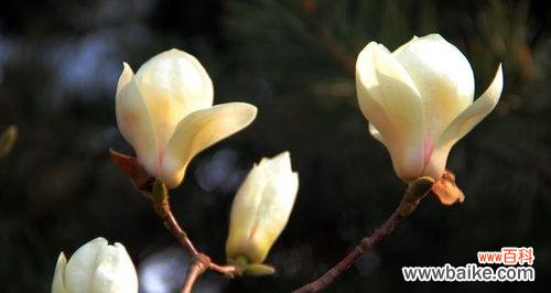 玉兰花象征着什么？玉兰花的花语和文化意义是什么？