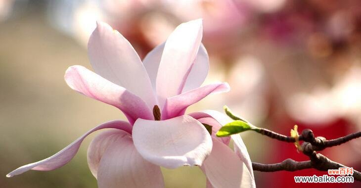 玉兰花花语是什么？了解玉兰花的象征意义和文化内涵？