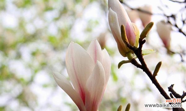 玉兰花的寓意和象征意义是什么?如何在园林设计中应用?