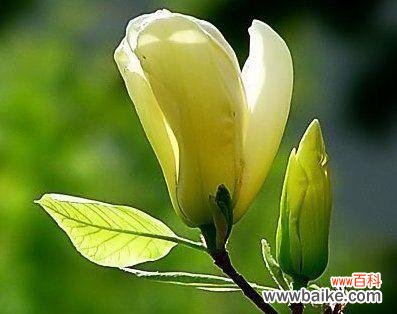 玉兰花的寓意和象征意义是什么?如何在园林设计中应用?