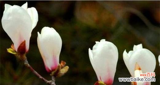 玉兰花的寓意是什么?如何理解玉兰花的象征意义?