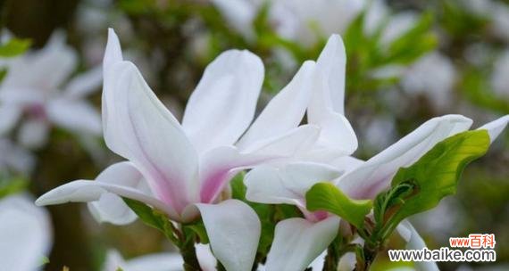 玉兰花的寓意是什么?如何理解玉兰花的象征意义?