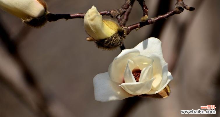 玉兰花的寓意象征是什么?如何理解玉兰花的花语含义?