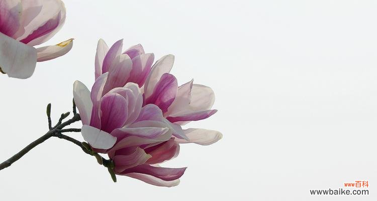 玉兰花的寓意象征是什么?如何理解玉兰花的花语含义?