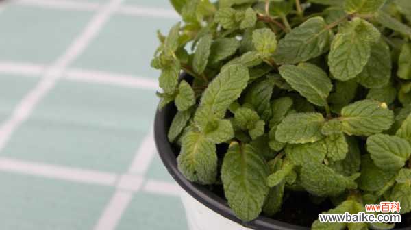 薄荷黄叶的原因和处理办法