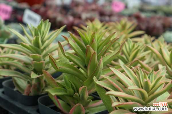 多肉黑腐病怎么治疗