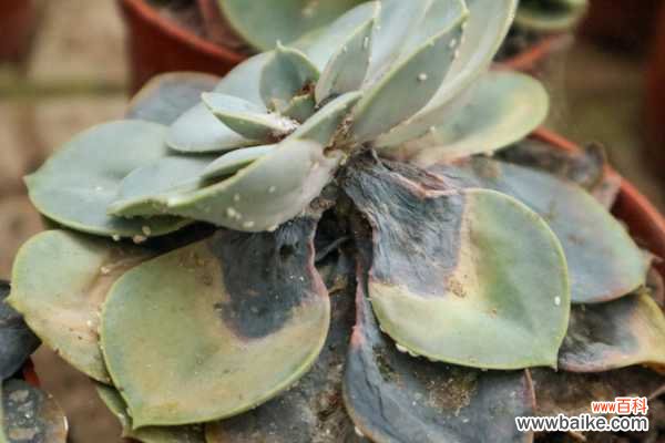 蚧壳虫是什么,会爬到人身上吗