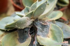 蚧壳虫是什么，会爬到人身上吗