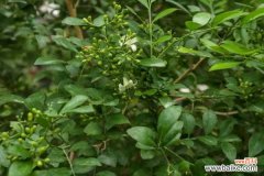 九里香黄叶的原因和处理办法