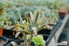 月兔耳烂根怎么办