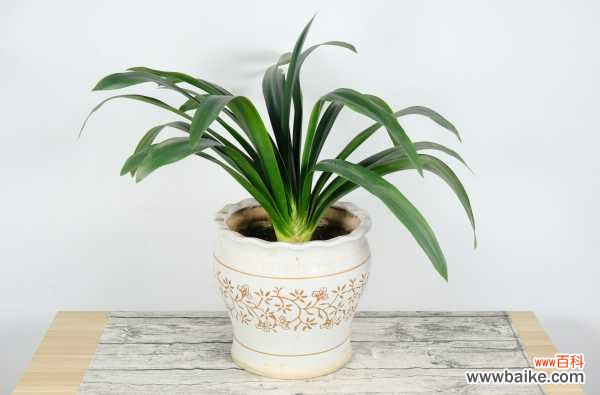 君子兰锈斑病怎么处理