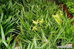 兰花叶子上有黑点是什么病