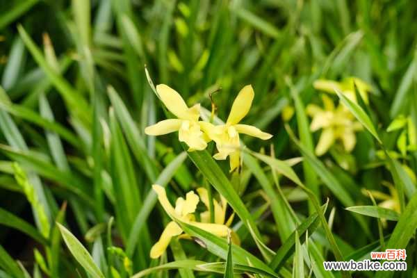 兰花叶子上有黑点是什么病