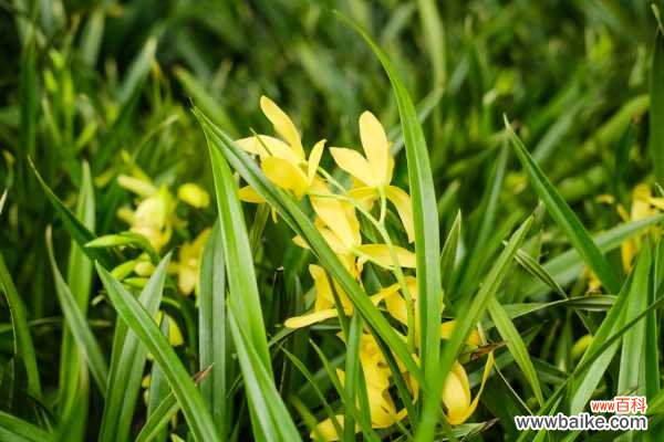 兰花叶子上有黑点是什么病