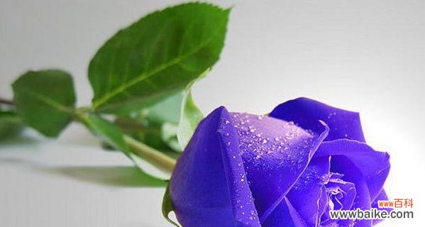 探寻蓝色妖姬背后的8个含义 蓝色妖姬花语大揭秘