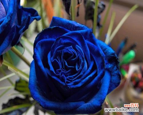 探寻蓝色妖姬背后的8个含义 蓝色妖姬花语大揭秘