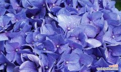 探寻蓝色桔梗花的花语，了解自我与人际关系 蓝色桔梗花语