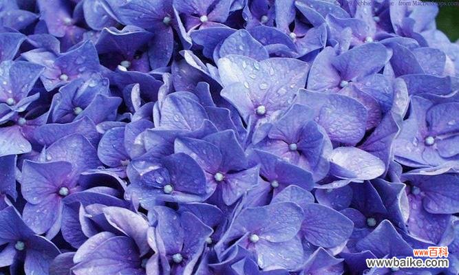 探寻蓝色桔梗花的花语,了解自我与人际关系 蓝色桔梗花语