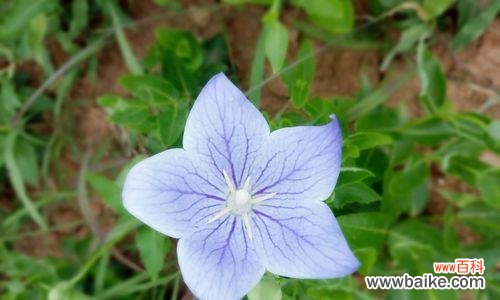 探寻蓝色桔梗花的花语,了解自我与人际关系 蓝色桔梗花语