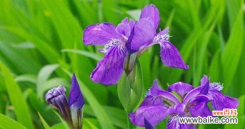 意味深长的鸢尾花，你知道它们代表着什么吗？ 探究鸢尾花的花语