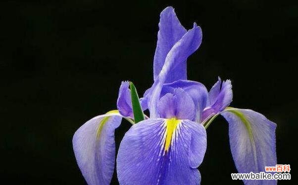 意味深长的鸢尾花，你知道它们代表着什么吗？ 探究鸢尾花的花语