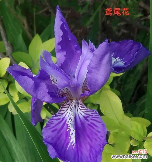 意味深长的鸢尾花，你知道它们代表着什么吗？ 探究鸢尾花的花语