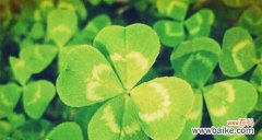 神秘的幸运之草与独特的象征意义 四叶草的含义和传说