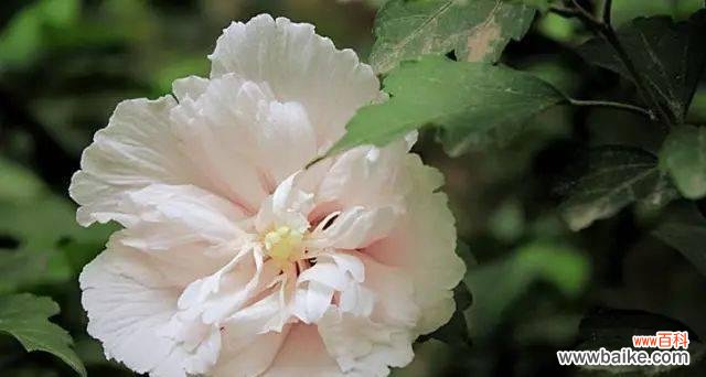 探寻木槿花背后的文化内涵 木槿寓意的深刻意义