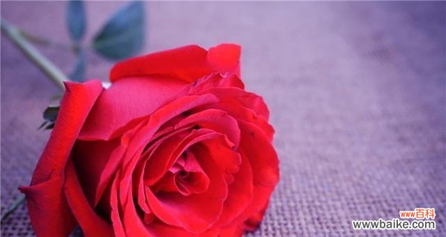 探秘29朵玫瑰的神秘意义 29朵玫瑰花语的意义