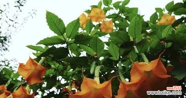 探寻金色曼陀罗的神秘和美丽 金色曼陀罗花语与传说