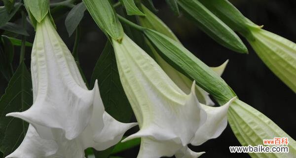 探寻金色曼陀罗的神秘和美丽 金色曼陀罗花语与传说