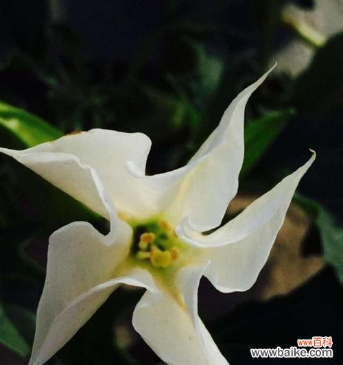 探寻金色曼陀罗的神秘和美丽 金色曼陀罗花语与传说