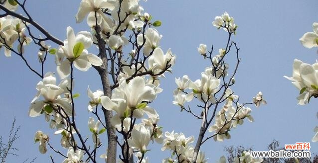 了解玉兰花象征的美好寓意 探究玉兰花的寓意