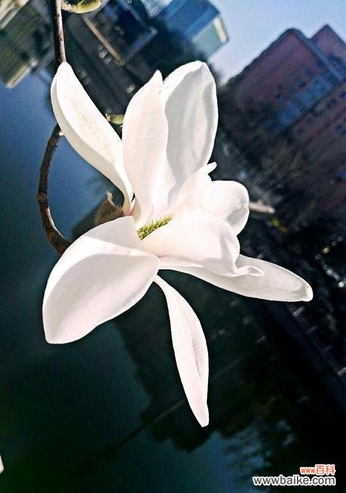 了解玉兰花象征的美好寓意 探究玉兰花的寓意