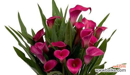 解析马蹄莲的寓意和花语,探寻其深刻内涵 马蹄莲