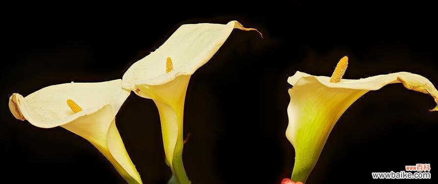 解析马蹄莲的寓意和花语,探寻其深刻内涵 马蹄莲