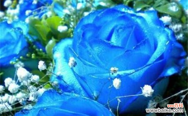 探寻蓝色花海中的梦幻之花 蓝玫瑰的花语和寓意