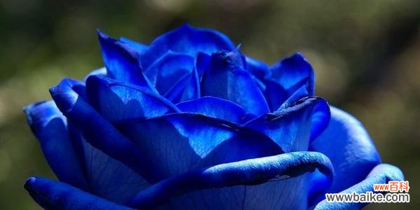 探寻蓝色花海中的梦幻之花 蓝玫瑰的花语和寓意