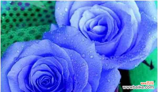 探寻蓝色花海中的梦幻之花 蓝玫瑰的花语和寓意