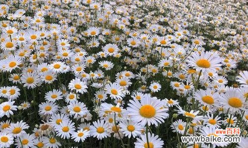 探寻小雏菊的神秘花语，了解它们所代表的含义 小雏菊的花语代表什么意思