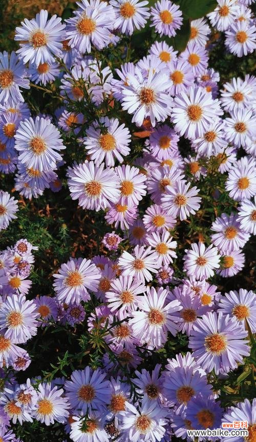 探寻小雏菊的神秘花语，了解它们所代表的含义 小雏菊的花语代表什么意思