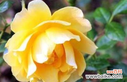 探究黄色玫瑰的花语与文化背景 寓意深远的19朵黄玫瑰