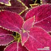 探寻多姿多彩的彩叶草生命密码 彩叶草的七彩花语