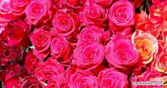 了解玫瑰花数量与情感的表达方式 玫瑰花的数量代表的含义