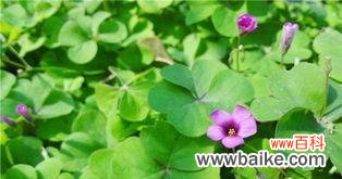 探寻幸运与美好的象征 四叶草花语的含义