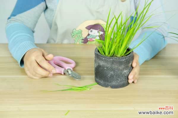 菖蒲盆景怎么做